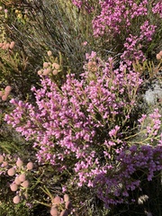 Erica palliiflora