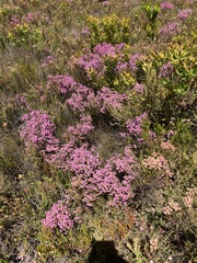 Erica palliiflora