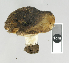 Russula allochroa