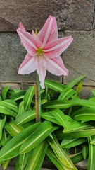 Hippeastrum reticulatum