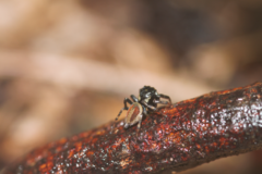 Kalcerrytus