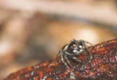 Kalcerrytus