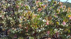 Arctostaphylos pringlei drupacea