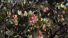 Arctostaphylos pringlei drupacea