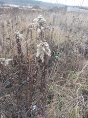 Solidago gigantea