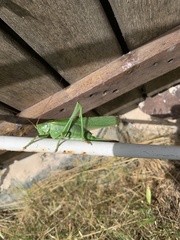 Tettigonia viridissima