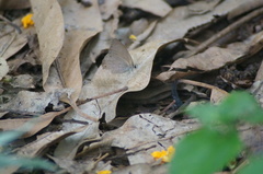 Cissia phronius