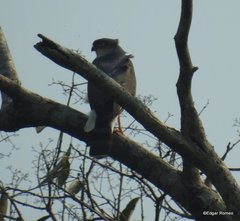 Accipiter striatus erythronemius