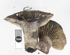 Russula inquinata