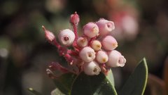 Arctostaphylos pringlei drupacea