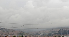 Chrysomus icterocephalus