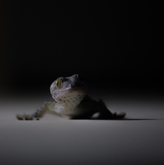 Gekko gecko