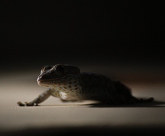 Gekko gecko