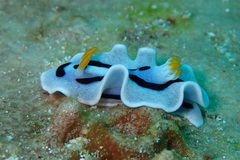 Chromodoris alcalai
