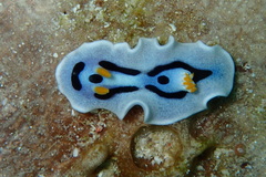 Chromodoris alcalai