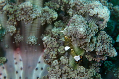 Actinodendron alcyonoideum