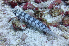Parapercis tetracantha