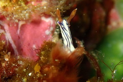 Hypselodoris zephyra