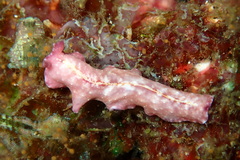 Pseudoceros goslineri