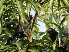 Crotophaga sulcirostris