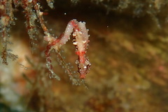 Hippocampus pontohi
