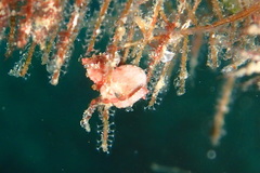 Hippocampus pontohi