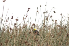 Chrysomus icterocephalus