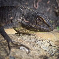 Bronchocela jubata