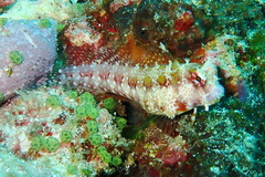 Crossosalarias macrospilus