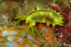 Colochirus robustus