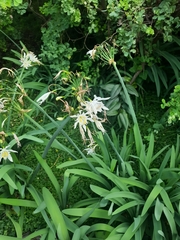 Pancratium canariense