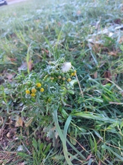Senecio vulgaris