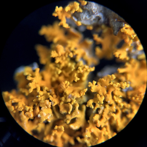 Shrubby Sunburst Lichen