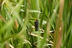 Chrysomus icterocephalus