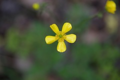 Ranunculus colonorum