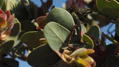 Arctostaphylos pringlei drupacea