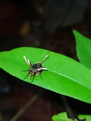 Ophiocordyceps dipterigena