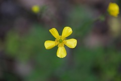 Ranunculus colonorum