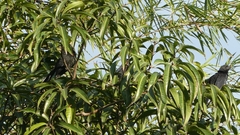 Crotophaga sulcirostris