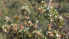 Arctostaphylos pringlei drupacea