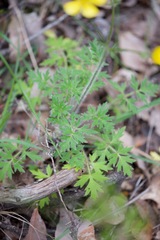 Ranunculus colonorum