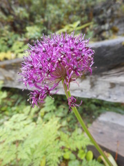 Allium wallichii
