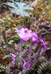 Pedicularis siphonantha