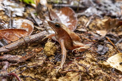 Rhinella proboscidea