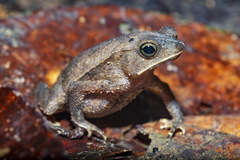 Rhinella proboscidea