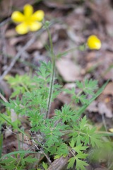 Ranunculus colonorum