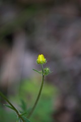Ranunculus colonorum