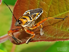 Apiomerus flaviventris