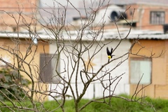 Chrysomus icterocephalus