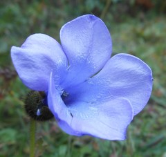 Cyananthus lobatus